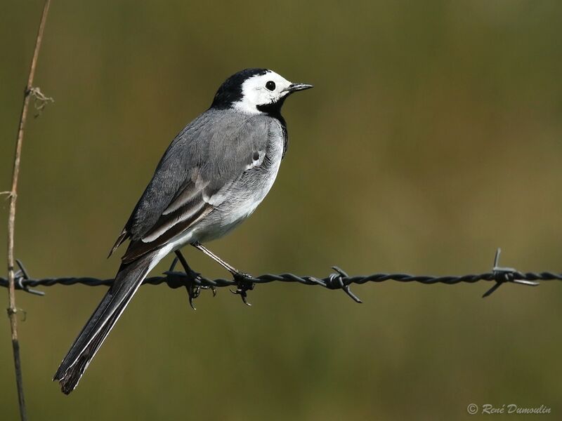 White Wagtail male adult, identification