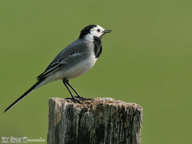 White Wagtail male adult, song
