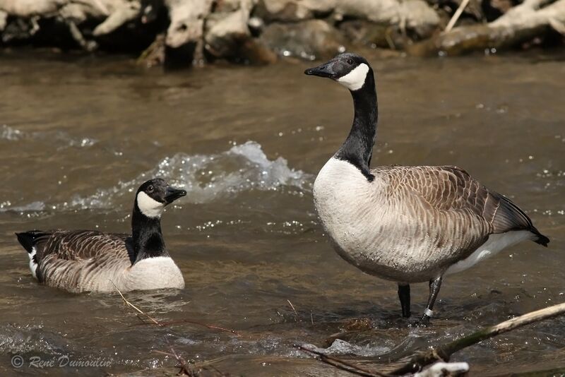 Canada Gooseadult, courting display
