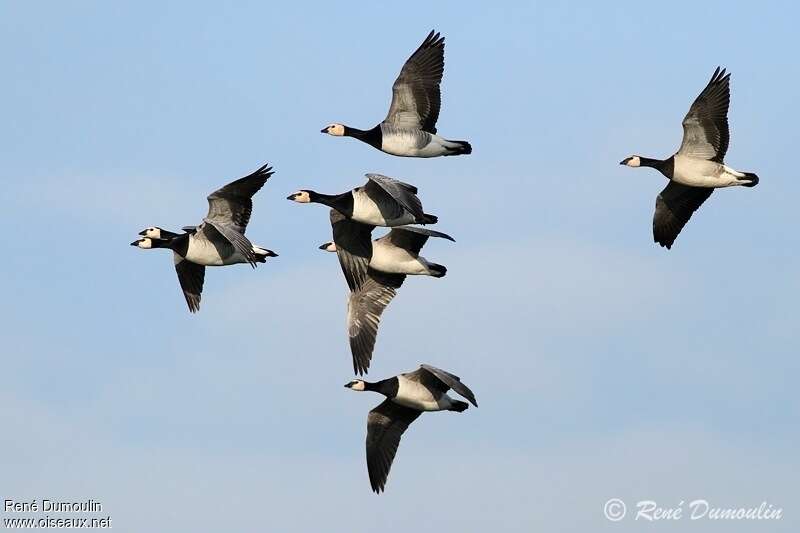 Barnacle Goose, Flight