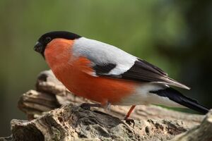 Eurasian Bullfinch 
&copy; Ren� Dumoulin
