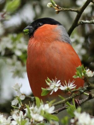 Eurasian Bullfinch 
&copy; Ren� Dumoulin