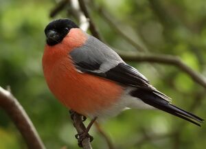 Eurasian Bullfinch 
&copy; Ren� Dumoulin