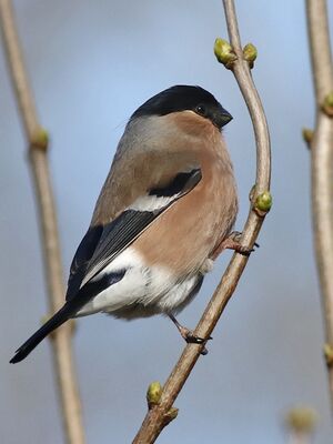 Eurasian Bullfinch 
&copy; Ren� Dumoulin