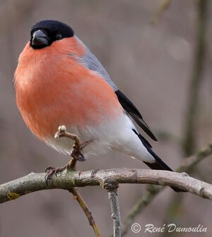 Eurasian Bullfinch 
&copy; Ren� Dumoulin
