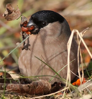 Eurasian Bullfinch 
&copy; Ren� Dumoulin