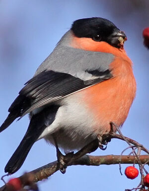 Eurasian Bullfinch 
&copy; Ren� Dumoulin