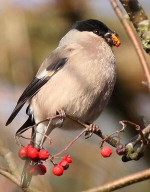 Eurasian Bullfinch 
&copy; Ren� Dumoulin