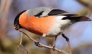 Eurasian Bullfinch 
&copy; Ren� Dumoulin