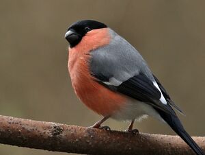 Eurasian Bullfinch 
&copy; Ren� Dumoulin