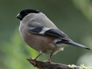 Eurasian Bullfinch 
&copy; Ren� Dumoulin