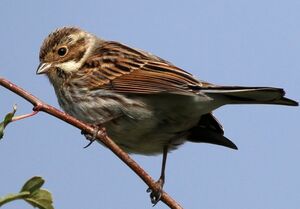 Bruant des roseaux 
&copy; Ren� Dumoulin