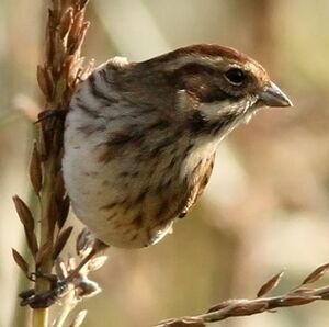 Bruant des roseaux 
&copy; Ren� Dumoulin