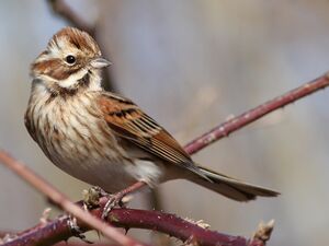 Bruant des roseaux 
&copy; Ren� Dumoulin