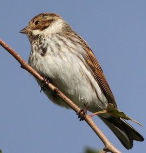 Bruant des roseaux 
&copy; Ren� Dumoulin