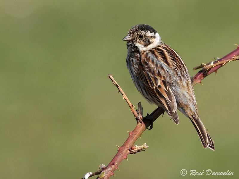 Common Reed Bunting male adult post breeding, identification