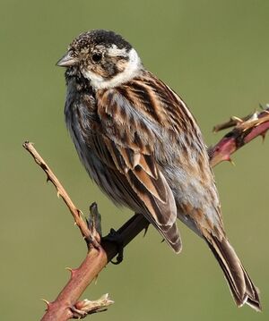 Bruant des roseaux 
&copy; Ren� Dumoulin