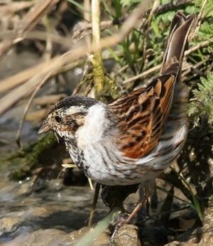 Bruant des roseaux 
&copy; Ren� Dumoulin