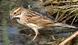 Bruant des roseaux 
&copy; Ren� Dumoulin