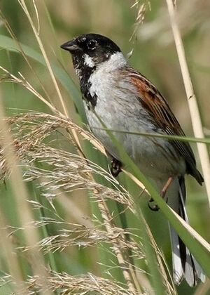 Bruant des roseaux 
&copy; Ren� Dumoulin