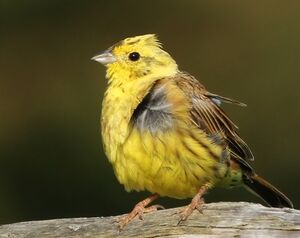 Bruant jaune