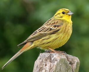 Bruant jaune