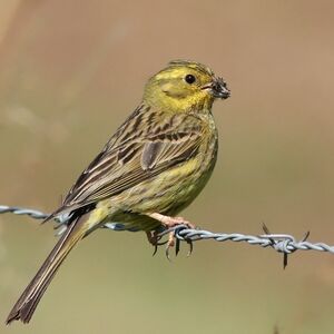 Bruant jaune
