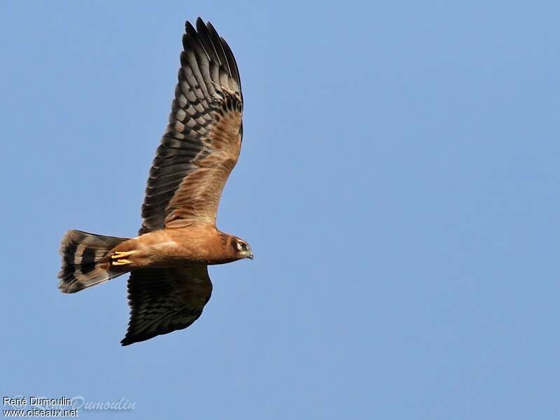 Montagu's Harrierjuvenile, pigmentation, Flight