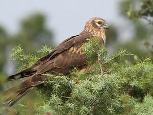 Montagu's Harrier
