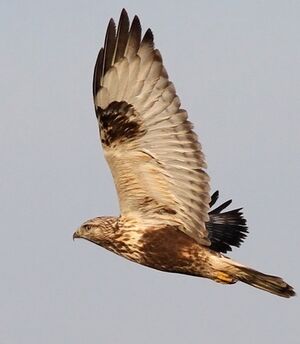 Rough-legged Buzzard 
&copy; Ren� Dumoulin