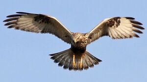 Rough-legged Buzzard 
&copy; Ren� Dumoulin