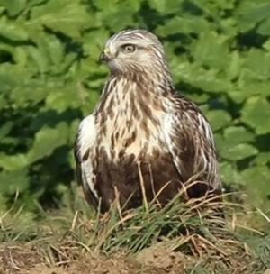 Rough-legged Buzzard 
&copy; Ren� Dumoulin