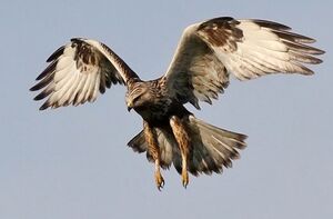 Rough-legged Buzzard 
&copy; Ren� Dumoulin