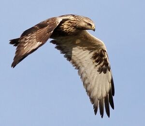 Rough-legged Buzzard 
&copy; Ren� Dumoulin