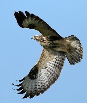 Buse variable