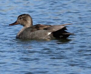 Canard chipeau 
&copy; Ren� Dumoulin