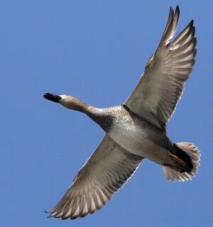 Canard chipeau 
&copy; Ren� Dumoulin