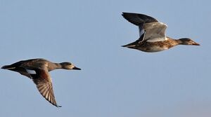 Canard chipeau 
&copy; Ren� Dumoulin