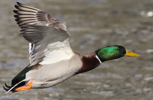 Mallard 
&copy; Ren� Dumoulin
