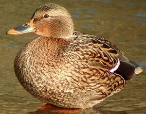 Mallard 
&copy; Ren� Dumoulin