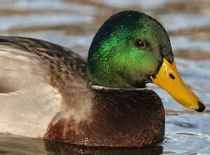 Mallard 
&copy; Ren� Dumoulin