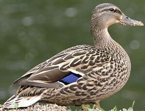 Mallard 
&copy; Ren� Dumoulin