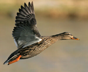 Mallard 
&copy; Ren� Dumoulin