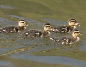 Mallard 
&copy; Ren� Dumoulin