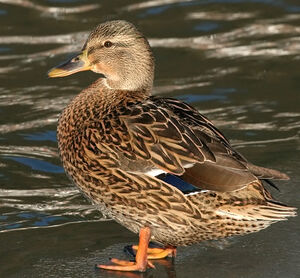 Mallard 
&copy; Ren� Dumoulin