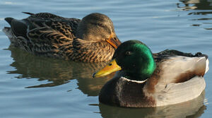 Mallard 
&copy; Ren� Dumoulin