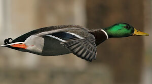 Mallard 
&copy; Ren� Dumoulin