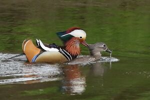 Mandarin Duck