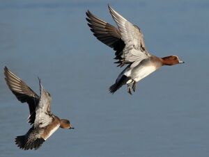 Eurasian Wigeon