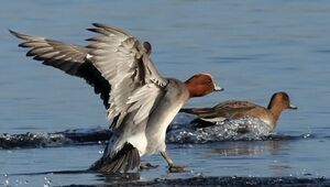 Eurasian Wigeon
